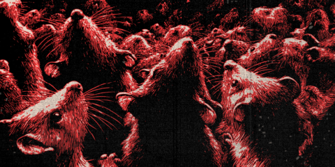 CBGB Fest Iggy_pop 08